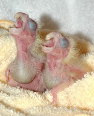 Baby Birds