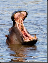 Hippo-Yawn